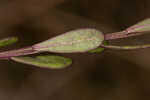 Scalloped milkwort